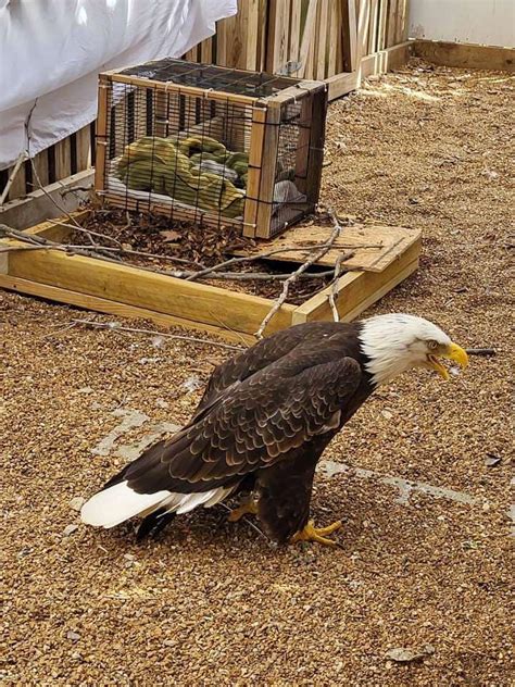 Male bald eagle goes from babysitting rock to an eaglet at World Bird Sanctuary