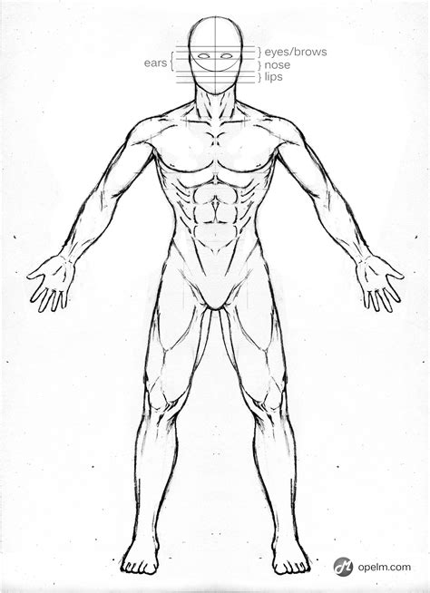 Male body anatomy drawing. Things To Know About Male body anatomy drawing. 