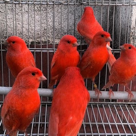 Male canaries for sale near me. Ad Type. For Sale. Gender. Mixed. Spanish Timbrado super-singers, Cinnamon colored with beautiful golden chests. 6-10 months old. View Details. $125. Bird and Parrot classifieds. Browse through available canaries for sale and adoption in arizona by aviaries, breeders and bird rescues. 
