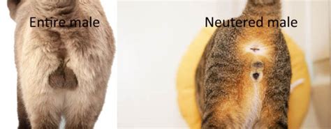Contents [ show] What is a Cat Neuter Incision? This medical procedure involves the removal of the testicles from a male cat to prevent unwanted breeding, lower aggression, and reduce the risk of certain medical conditions such as testicular cancer.. 