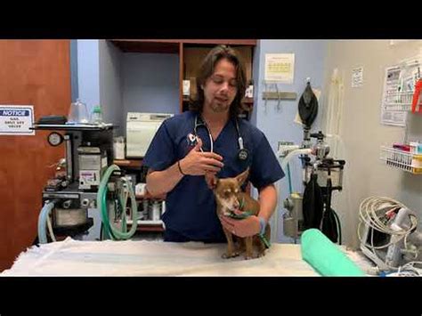 Male dog puberty discharge.  Even though there are general guidelines as to ...