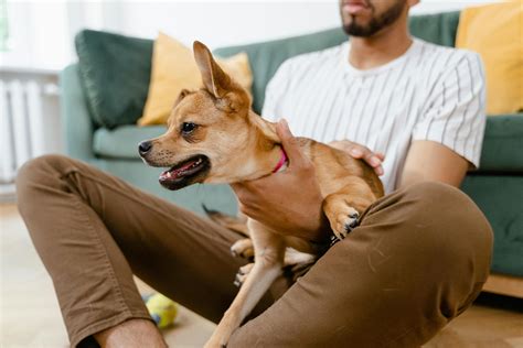 Male dog whining after mating.  These behaviors can include whining, b...
