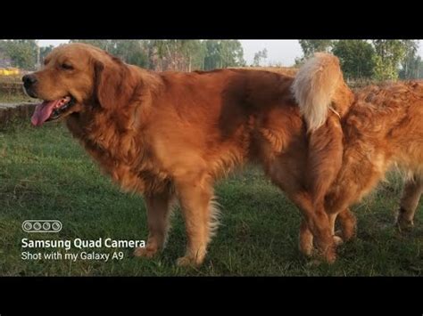 Male dogs mating naturally youtube.  Dog Mating Naturally - Golden Retrievers...