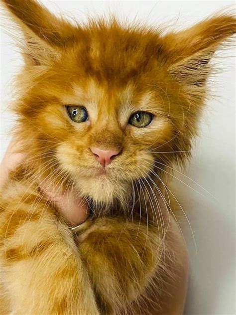 Male Kittens Male Persian Kittens for Sale Male Himalayan KittensPersian Kittens For Sale in a Rainbow of Colors ~ Call us today! 660-292-2222 ~ Doll Face …. Male kitten for sale