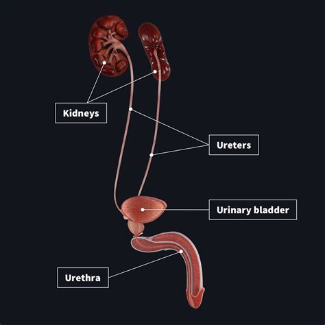 Male urinating pics.  Human urination, general category; add sub-categories as needed. The ...