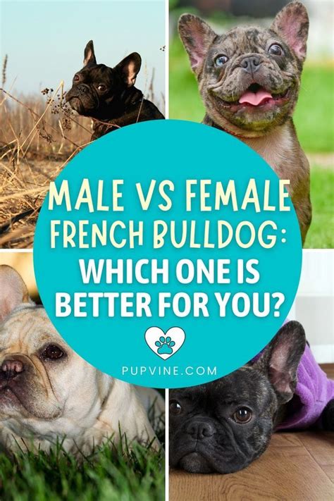 Male vs Female French Bulldogs - Dream Valley …