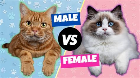 Male vs. Female Cats: The Differences - YouTube