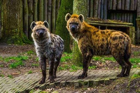 Male vs. Female Hyenas