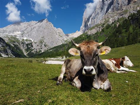 Malghe & Rifugi - Alto Adige per tutti