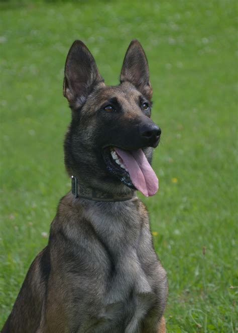 The Belgian Malinois is considered a medium sized breed. Adult males average a height of 24 - 28 inches and weigh between 65 and 75 pounds. Adult females will stand 22 - 24 inches tall and weigh between 55 and 65 pounds. Strong and well-built, these robust dogs are highly versatile and excel in a wide variety of roles; as an agility competitor ...