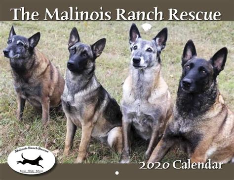 Malinois rescue ranch. Rescue Ranch is a 501(c)(3) non-profit, no-kill organization. Our mission is to rescue, nurture and rehome homeless dogs. We rely on donations from individuals and private foundations to support our work. Click here to learn more. EIN# 68-0439736 