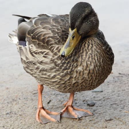 Mallard Duck Characteristics, Origin & Uses Info