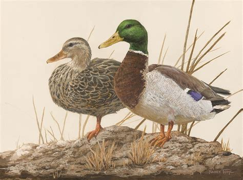 Mallard Painting - Home - Facebook