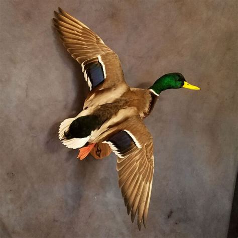 A MALLARD DRAKE MOUNTED FLYING ATTACHED TO A PIECE OF DRIFTWOOD. WAS CAPTIVE BRED/PEN RAISED UNDER STATE AND FEDERAL PERMITS. YOU WILL RECEIVE A RECEIPT WITH THE ITEM STATING THESE PERMIT NUMBERS. WE.