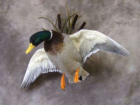 Mallard duck mount. For sale, we have a first-rate Mallard Drake and Hen taxidermy duck mount, with both ducks flying past a piece of driftwood, facing the viewer's left side. The feathers and coloration are both stunning, with vibrant blues and striking browns. ... The Mallard is an iconic dabbling duck (puddle duck) found throughout the Americas, Europe, Asia ... 