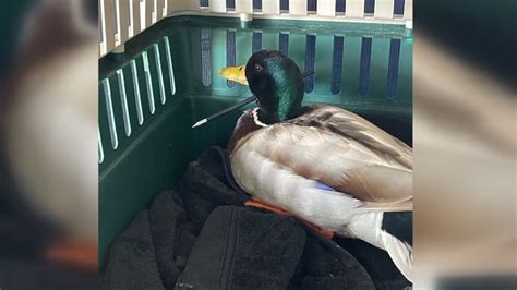 Mallard duck recovering after being shot with arrow in Southern California