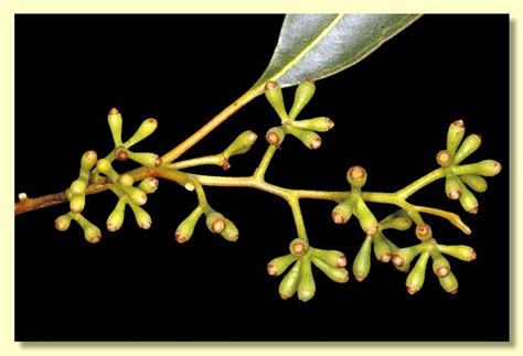 Mallee Box (Eucalyptus cuprea) Interim Recovery Plan 1999-2002