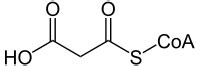 Malonyl-CoA - Wikipedia