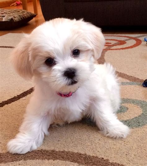15 Maltese Haircuts & Hairstyles: White, Fluffy, and Looking Fabulous!. 