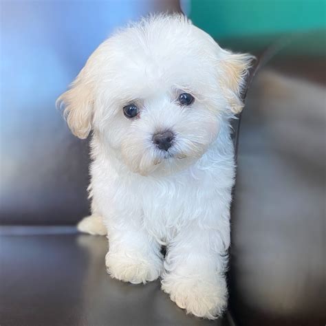 Malshipoo puppies for sale. Things To Know About Malshipoo puppies for sale. 