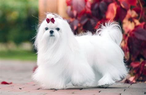Maltese Onlyfans Leak