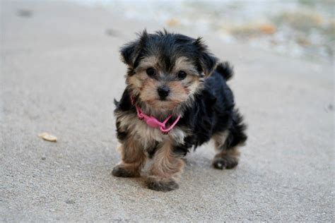 Maltese Cross Yorkshire Terrier puppy