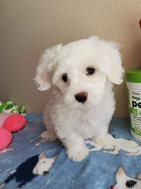 Maltese Puppies For Sale Tucson, Havanese Male Ref ID: 39208 Birth Date:  7/12/2023 Puppies N Love - Arrowhead Towne Center 623-878-9059 Breeder  Name: Sharrie Ogle USDA: 43-A-6527.