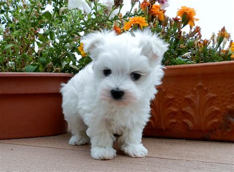 Maltese Puppies for Sale in Oregon - DogsNow