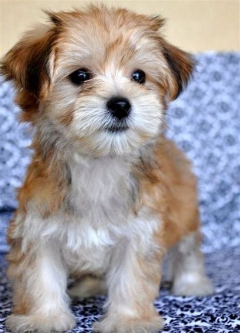 Maltese and Yorkie mix puppies for sale