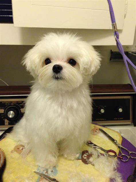 The maltese is a popular toy dog breed known for their e