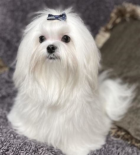 Maltese puppies for sale $700. Find a Maltese puppy from reputable breeders near you in Wisconsin. Screened for quality. Transportation to Wisconsin available. Visit us now to find your dog. 