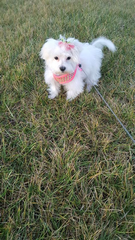 Maltese puppies for sale cincinnati. Full Blooded Maltese Puppies ohio, cincinnati. These little beautiful puppies are full bloodedMAltese. They are absolutely cute and precious.Th.. #294276 