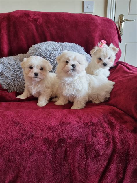 A Maltese puppy reaches its adult size when it is 10 to 12 m