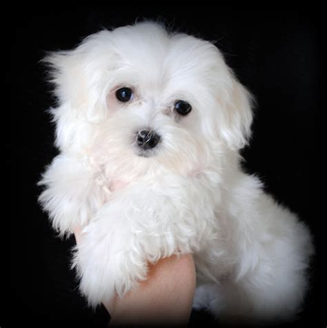 Oct 10, 2023 · Search results for: Maltese puppies and do
