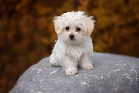Maltese puppy. Things To Know About Maltese puppy. 