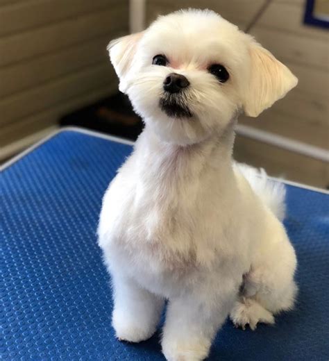 Maltese puppy haircut. 1. The Puppy Cut. Image Credit: Yarnawee Nipatarangkoon, Shutterstock. The Puppy Cut is one of the most popular Shih Tzu haircuts. It is easy to perform, easy to maintain, and perfect for summer ... 