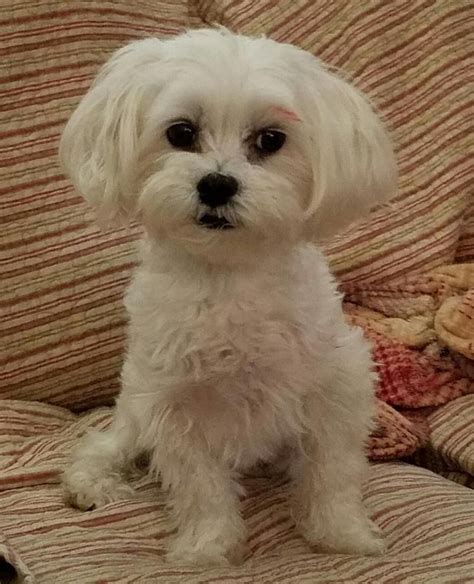 Maltese Dogs adopted on Rescue Me! Donate. Adopt Maltese Dogs in Texas. Filter. 23-09-17-00176 D103 FLOOFY (f) (female) Maltese mix. Collin .... 