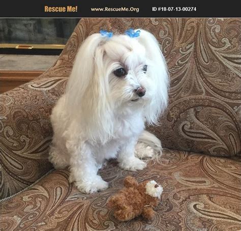 "Maltese for adoption in Houston, Texas." - ♥ RESCUE ME! ♥ ۬ ... Maxwell is a lovely CKC Maltese, he weighs like 7 pounds. Loves to walk and walks beautifully on a leash. He is house broken and very calm. Loves to nap, is good with people and other dogs. Harris County Houston, Texas .