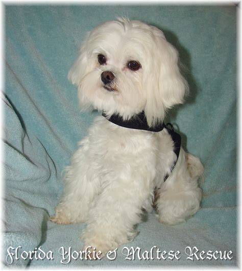 Maltese rescues. The Maltese is a diminutive dog with a compact, square body, covered all over with long, flat, silky, white hair hanging almost to the ground. The expression is gentle yet alert. This is a vigorous dog, with a jaunty, smooth, flowing gait. The well-built Maltese seems to float over the ground when trotting. 