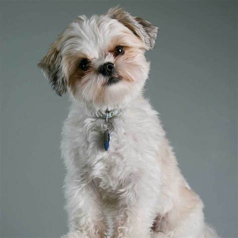 Maltese shih tzu or malshi the ultimate maltese shih tzu dog manual malshi book for care costs feeding grooming. - The broadview pocket guide to writing second edition.
