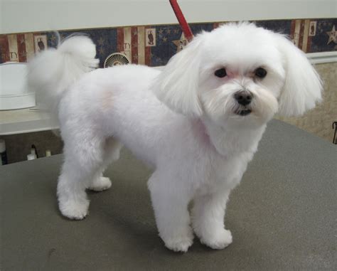 Maltese teddy bear haircut. Get inspired before your furry friend's next haircut with our collection of teddy bear Maltese styles and pictures. Find the perfect look! 