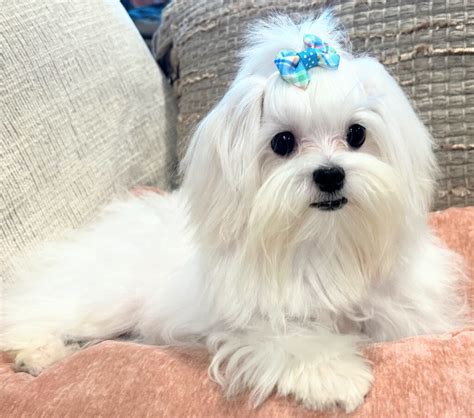 Maltese website. .  ...