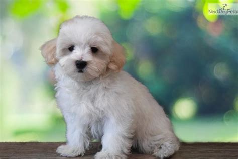 Malti Poo Puppies for Sale in Utah - DogsNow