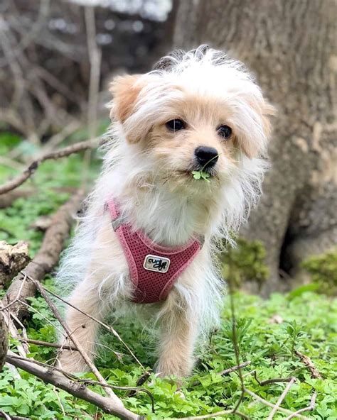 Chihuahua terrier mix Free This is amy she is a healthy 6 week old maltipoo puppy and should be ready to leave the nest as soon as 6/8 weeks. 6-8 weeks she will need her first round of vaccines and pet formula for two more weeks until a solid or wet food diet.