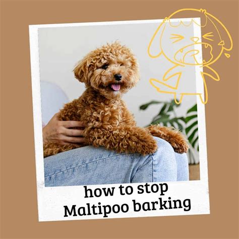 Maltipoo barking habits.  They&rsquo;re known for their lovable personality, a...