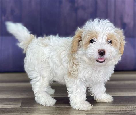 Maltipoo for adoption. What is the average cost of Maltipoo puppies in Seattle, WA? Prices for Maltipoo puppies for sale in Seattle, WA vary by breeder and individual puppy. On Good Dog today, Maltipoo puppies in Seattle, WA range in price from $1,600 to $2,750. Because all breeding programs are different, you may find dogs for sale outside that price range. 