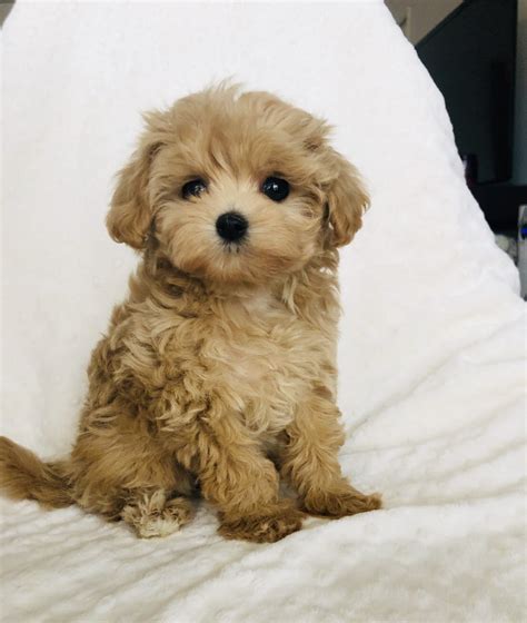 5 Maltipoo puppies. -. $500. (Queens) Maltipoo puppies for sale! 2 males! 3 females! 3 months old! Not vaccinated!.