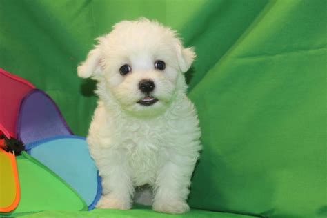Maltipoo for sale in nc. What Is The Average Price for A Maltipoo Puppy in North Carolina? The price of Maltipoos for sale in North Carolina varies with the quality of the dog’s bloodlines, its training, and socialization, ease of placement, breeder location, litter size, mother’s temperament, color of coat. The average price is between $800 and $1000. 