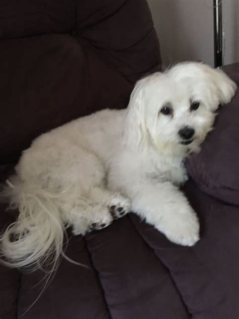 Maltipoo full grown white. 74.4M views. Discover videos related to Maltipoo Full Grown on TikTok. See more videos about Full Grown Maltipoo Size, Teacup Maltipoo Fullgrown, Maltipoo Full Grown Dog, Maltipoo Grown, Maltipoo Fully Grown Black And White, Maltipoo Full Grown Up. 