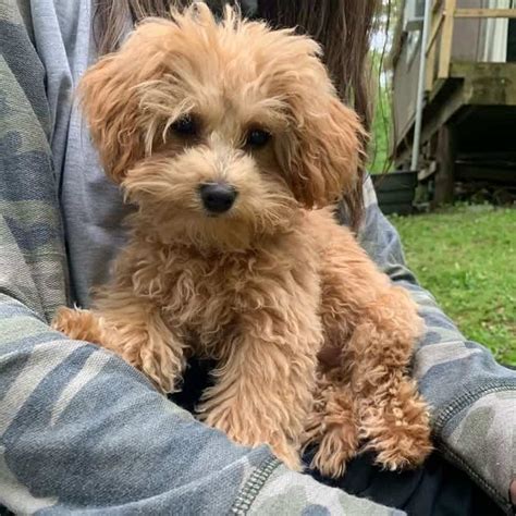 Breeder. $1,000-$15,000. Before you panic, the higher end of this price range is for specific, rare colors of the Maltipoo, like champagne or red. The majority of Maltipoos sold via breeder will be in the $1,000-$4,000 range. Still high but not nearly as big a hit to the wallet as rare colors.. 